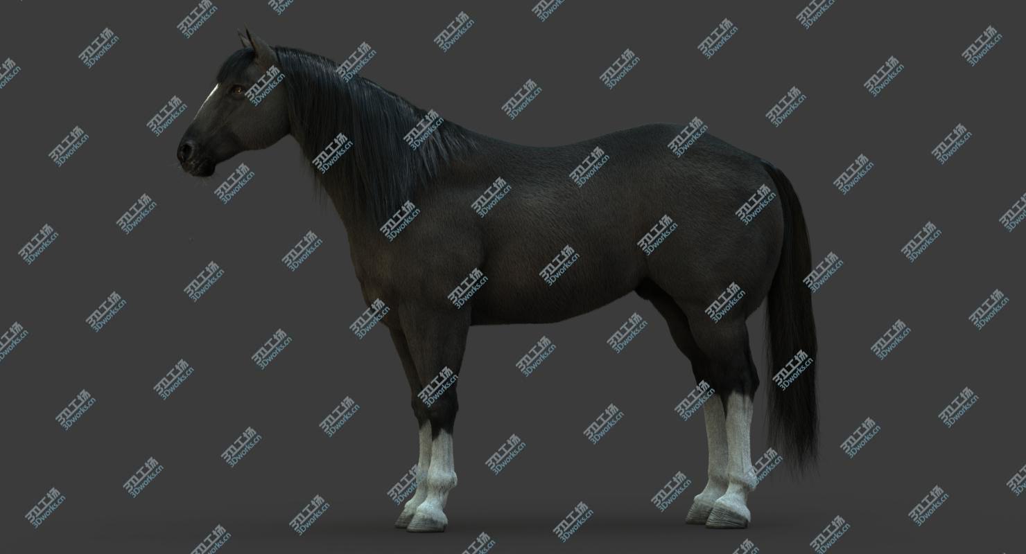 images/goods_img/20210319/3D Horse (2) (Black) (ANIMATED) (FUR)/5.jpg